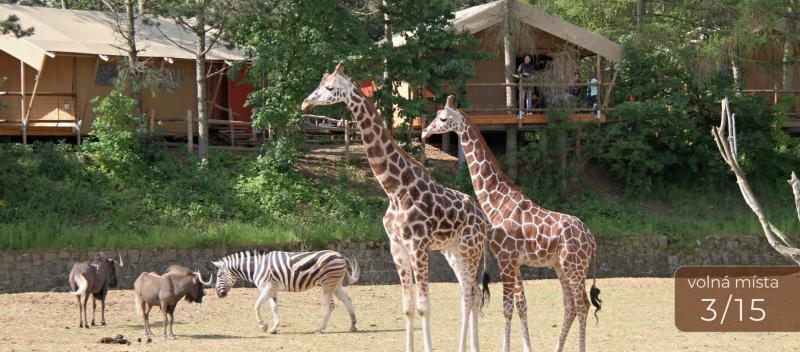 Zájezd CK PIYO tour - Hravý jógový víkend pro děti v Safari parku, Dvůr Králové nad Labem